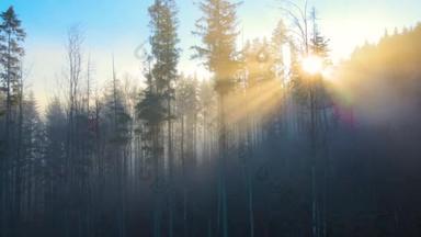 秋天日出的时候，空中的美景闪烁着阳光，雾蒙蒙的森林里点缀着松树。雾蒙蒙的黎明,令人惊奇的荒原森林.环境和自然保护概念